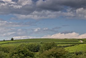 Phoca Thumb M Weinberg Landschaft 4637 2021 1400px